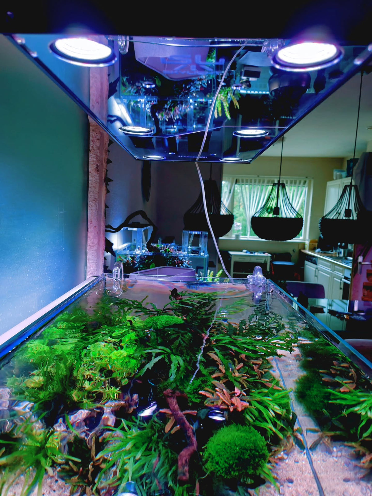Post Instagram di @aquascapebarendrecht
