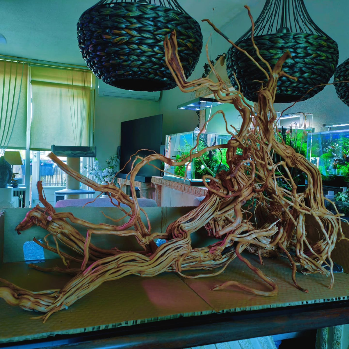 Post Instagram di @aquascapebarendrecht
