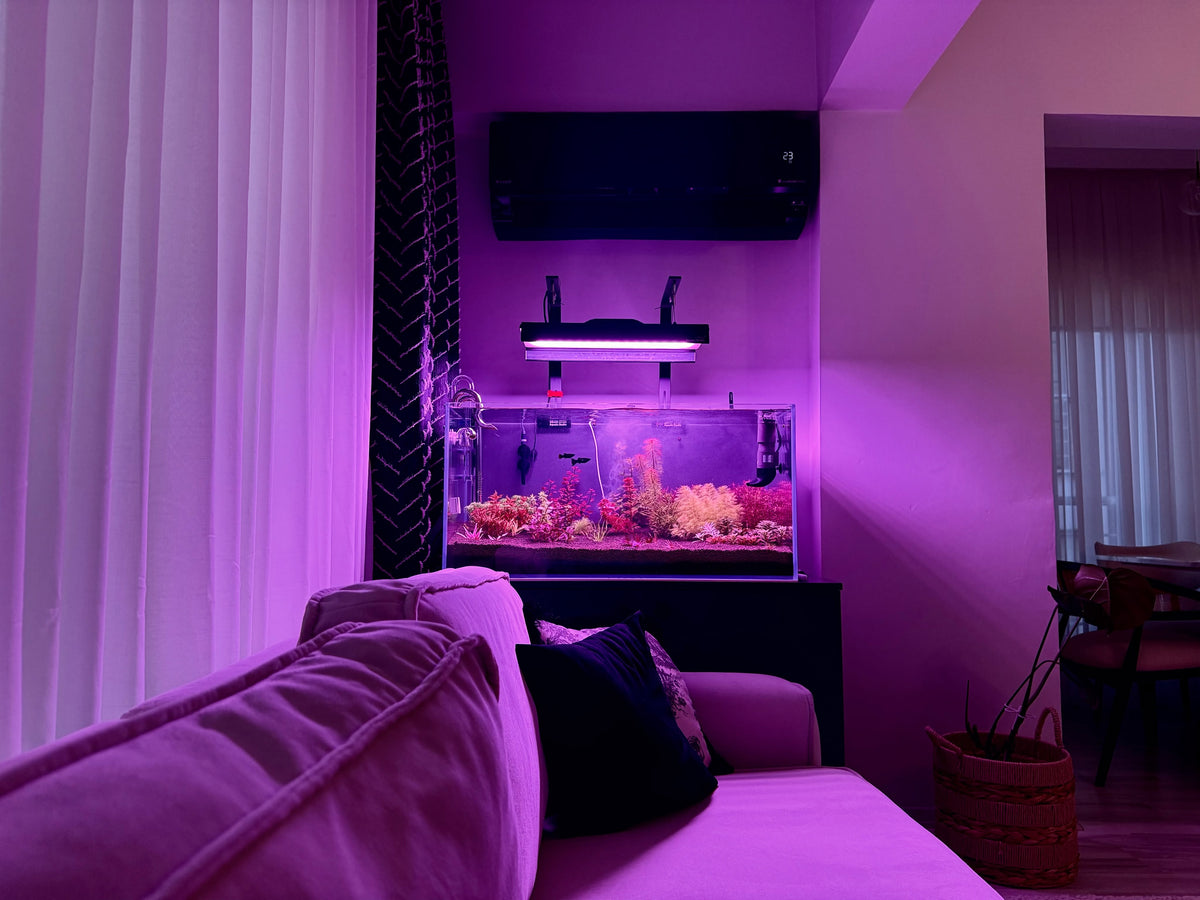 Post Instagram di @planted.aquarium.studio