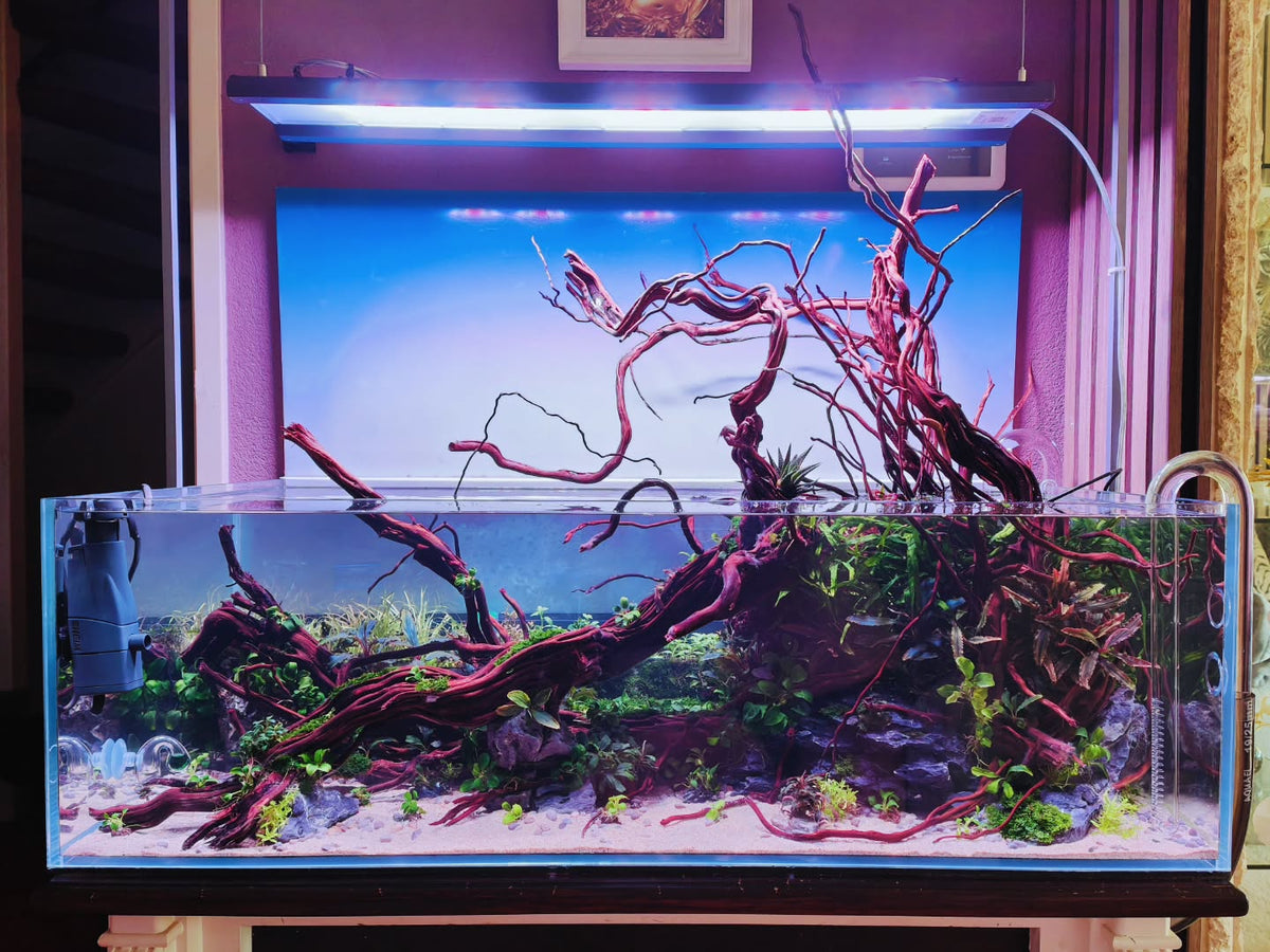 Post Instagram di @aquascapebarendrecht