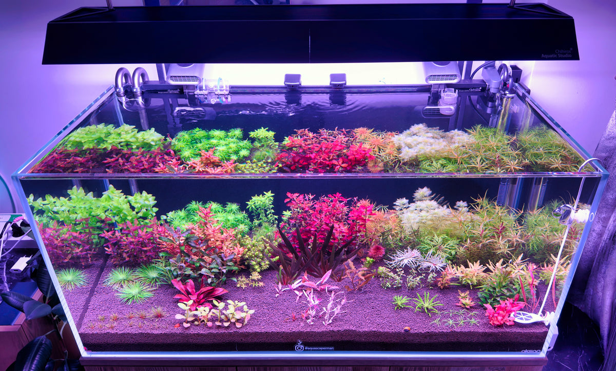 Post Instagram di @aquascaperman