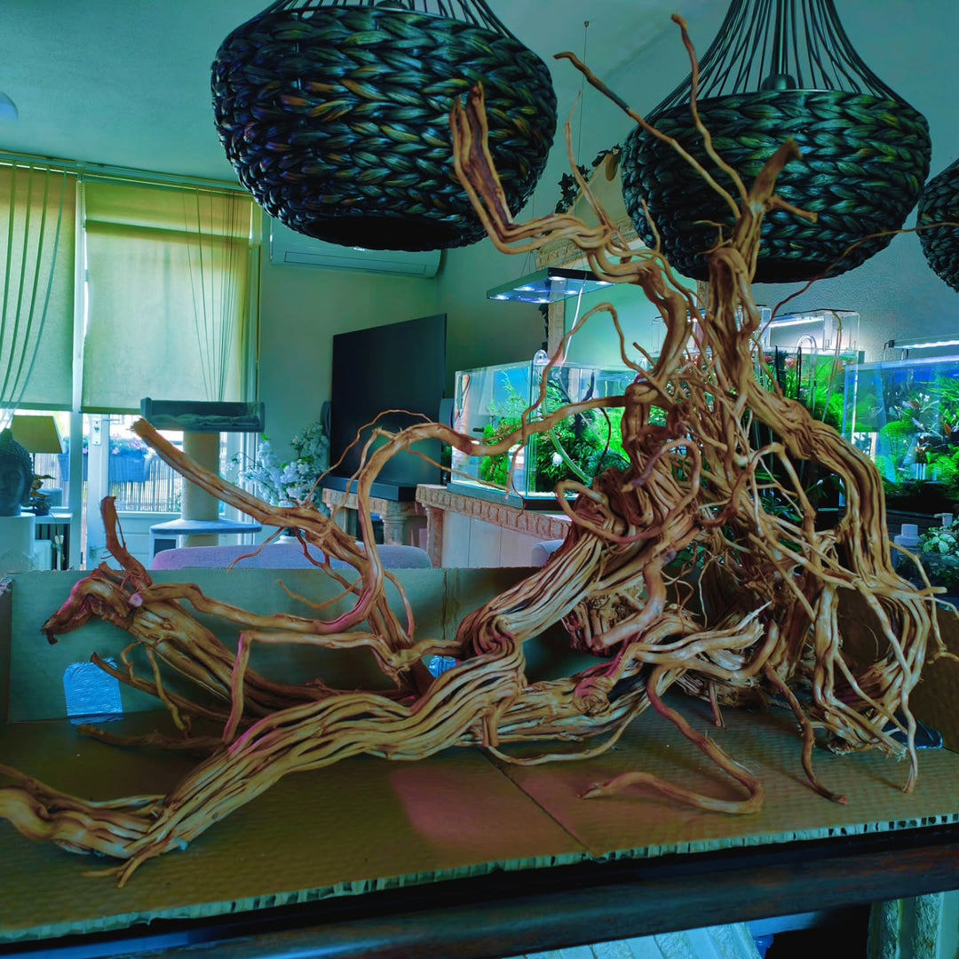 Post Instagram di @aquascapebarendrecht