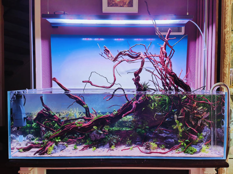 Post Instagram di @aquascapebarendrecht