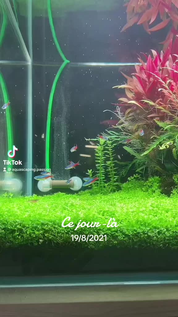 Video TikTok di @aquascaping.passion