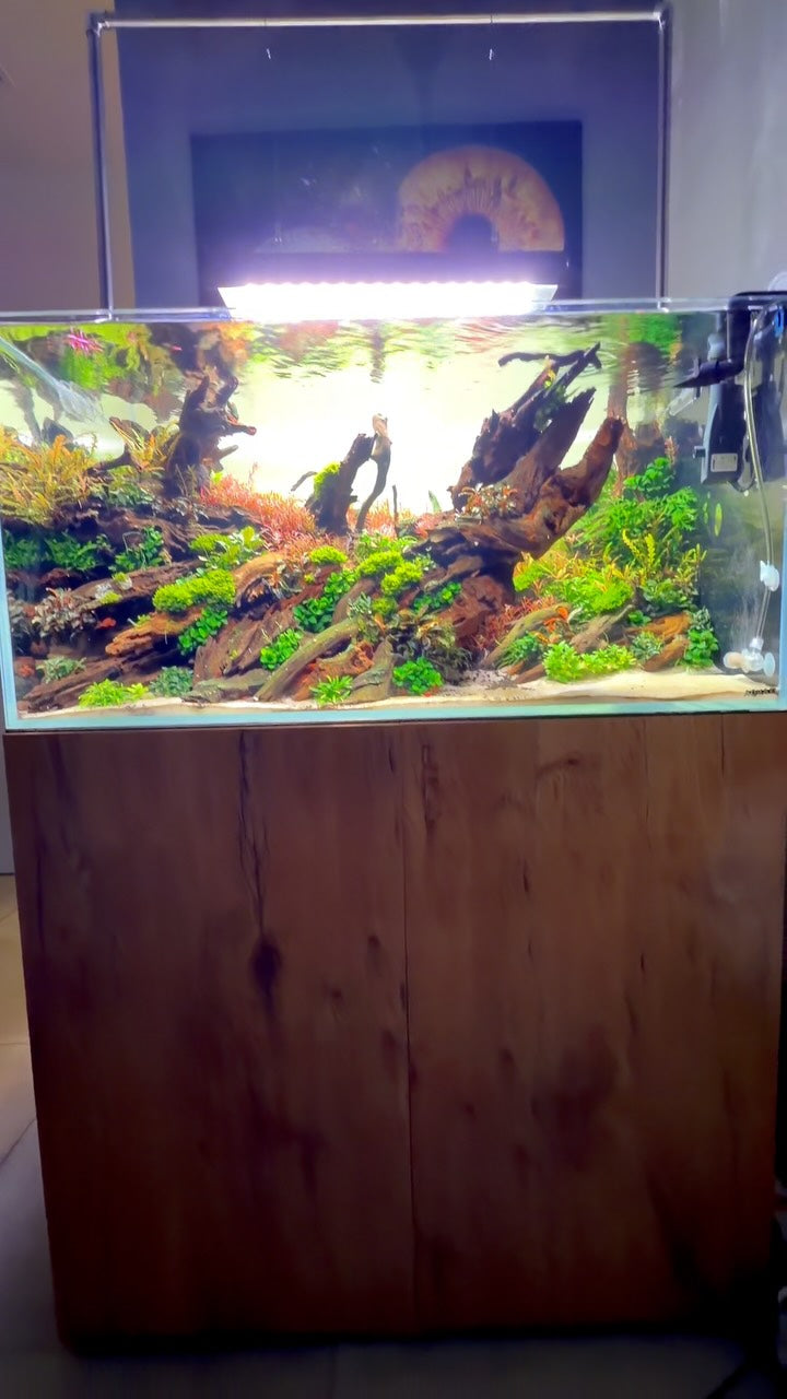 Post Instagram di @aquascaping.passion