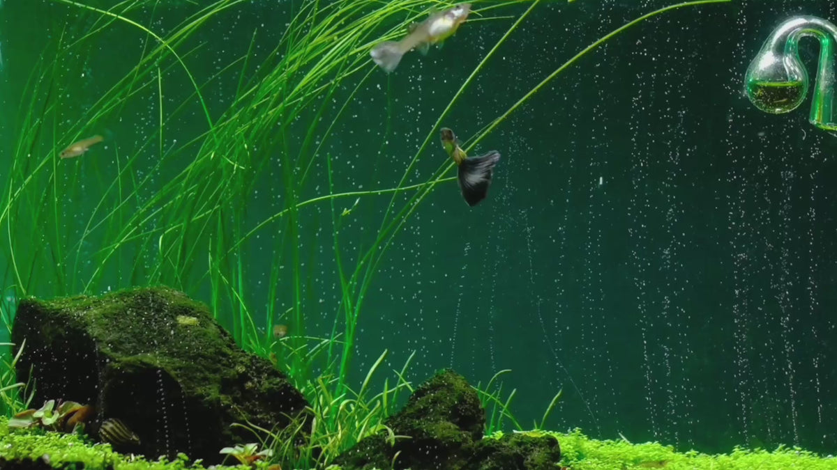 Carica il video: The most advanced CO2 systems for planted aquariums: dual-stage regulators, diffusers and complete kits