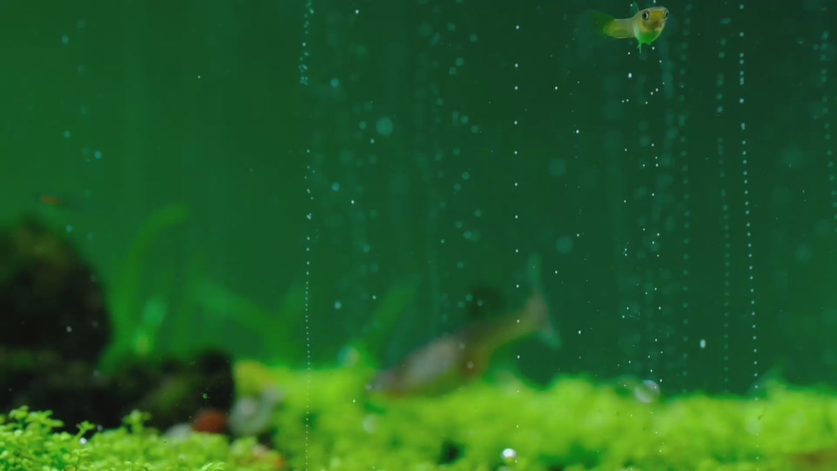 Carica il video: Carpets need CO2: low, dense plants filling in under steady CO2